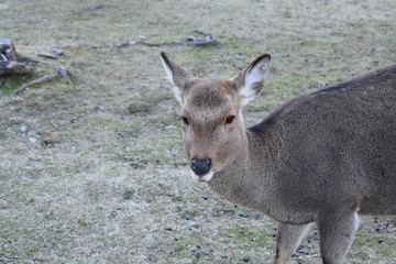 Naklejka na ściany i meble 奈良の鹿(Deer in Nara Park)