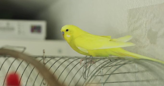 Close up of a yellow wavy parrot sitting on a cage at home.