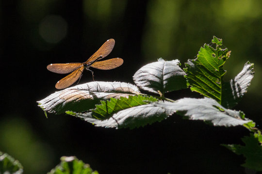 Liebelle auf Blatt