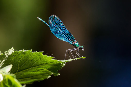 Liebelle auf Blatt