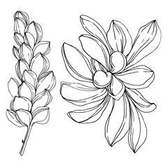 Vector Jungle botanical succulent flower. Black and white engraved ink art. Isolated succulents illustration element.