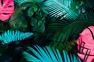 Obrazy na Plexi  Kreatywny, fluorescencyjny układ kolorów wykonany z tropikalnych liści. Płaskie świecące neonowe kolory. Koncepcja natury.