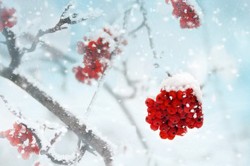 Red bunches of rowan covered with the first snow