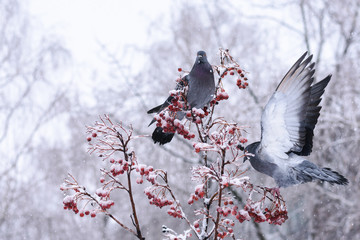 Wild pigeons eating rowan in the snow. Rowan in the snow. Early spring
