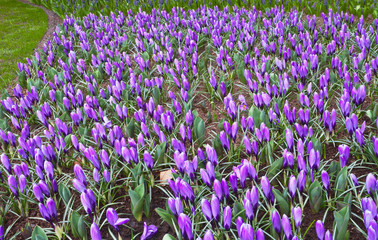 Gorgeous spring purple crocuses in a flowerbed in a city park. Growing flowering plants. City improvement