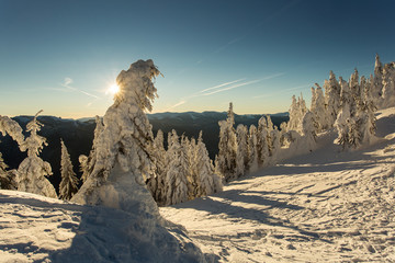 Sunrise over the mountains with firs full of snow in winter time. Poiana Brasov, Romania. Transylvania.