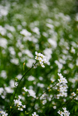 White meadow flowers.