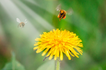 Honey bee collecting nectar from dandelion flower in the summer or spring time. Sunny day