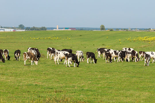 A herd of young cows and heifers grazing in a lush green pasture of grass on a beautiful sunny day. Black and white cows in a grassy field on a bright and sunny day