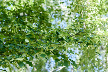 Fototapeta na wymiar Parasites on flowering linden. Flowering linden. Spring pests of a tree.