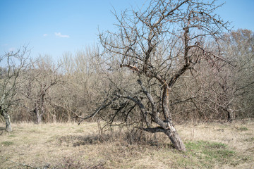Old perennial apple tree on a sunny day in early spring