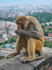 Naklejka premium Macaque