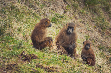  Nice image of guinea baboons. Animal