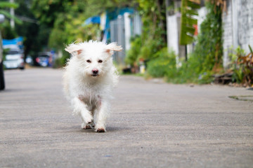 Fototapeta na wymiar The Little white dog running on the streeet
