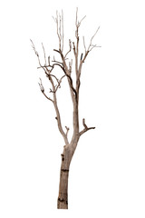 Dead tree isolated on white background Suitable for use.
