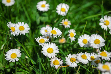 Fototapeta premium Chamomile