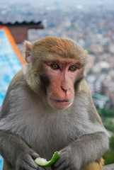 Obraz premium Macaque
