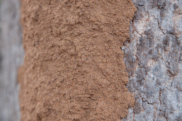 Bark surface with termite soil.