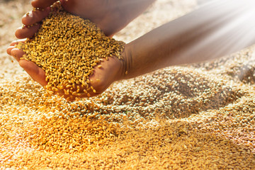 Harvest, close up of farmer's hands holding wheat grains at sunny day.