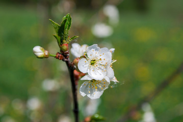 Blossoming cherry flower.