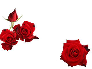 Red rose flower isolated on white background.