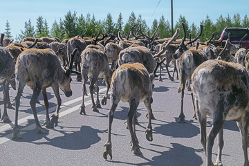 Caught in a reindeer traffic jam on the E45 near Avaviken