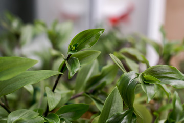 Tradescantia is a genus of 75 species of herbaceous perennial wildflowers in the family...