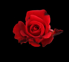 Red rose isolated on black background.