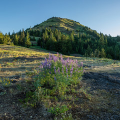 Cone Peak Wildflowers, Oregon.