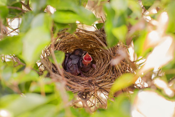 two squab chick birds four days old yellow vented bulbul in the nest, one open the beak for feeding