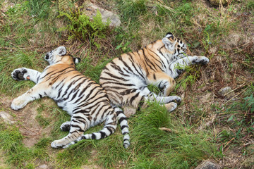 Siberian tiger cubs sleeping in the grass back to back