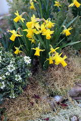 mininarzissen und steinkraut