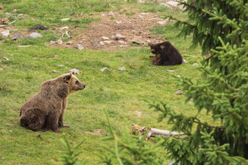 Brown bear mother keeping an eye on its cub while it is playing