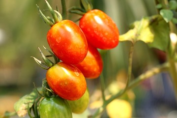 Branches of cherry tomato