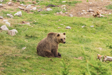 Female brown bear looking around, seen from a distance