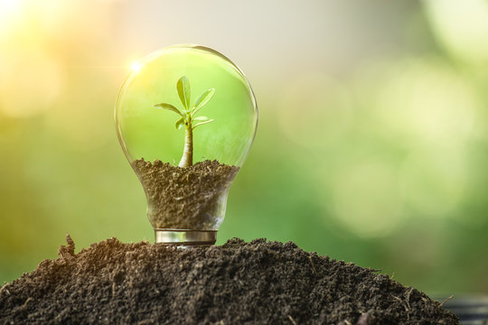 The tree growing on the soil in a light bulb. Creative ideas of earth day or save energy and environment concept