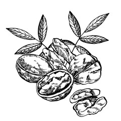 Hand drawn sketch style walnuts illustrations. Illustration in vintage style isolated on white background.