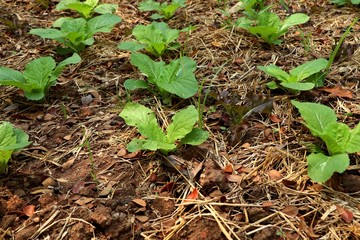 Early cabbage in farm