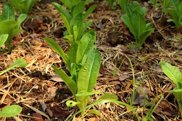 Early cabbage in farm