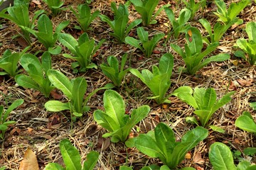 Early cabbage in farm