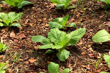 Early cabbage in farm