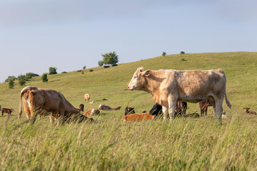 Fototapeta na wymiar cows at hte green fields of Scania Sweden