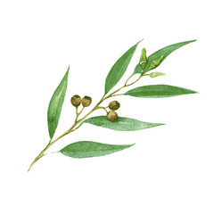 Green eucalyptus. Watercolor illustration isolated on white background. Vector