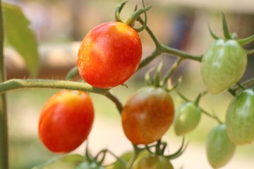 Branches of cherry tomato