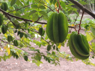 carambola