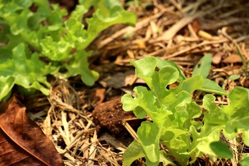 Early lettuce in farm