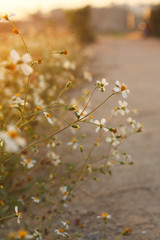 Grass flower in the meadow.