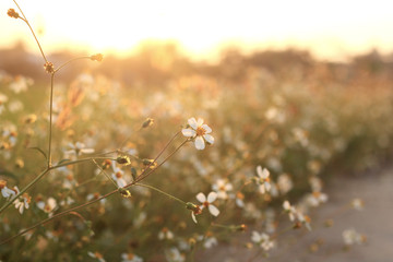 Grass flower in the meadow.