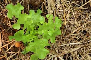 Early lettuce in farm