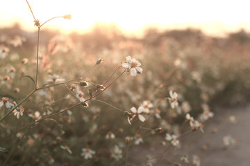 Grass flower in the meadow.